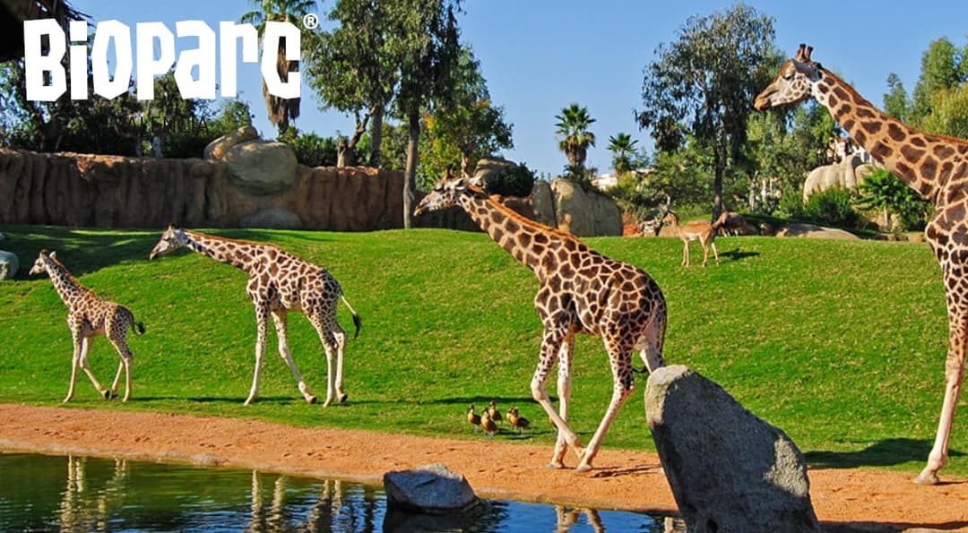 Realiza una visita virtual al Bioparc